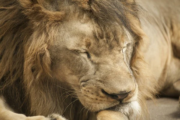 Lion / mannelijke leeuw — Stockfoto