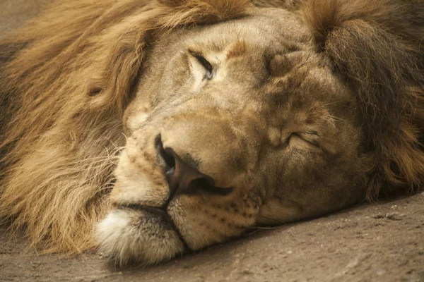 Aslan / erkek aslan