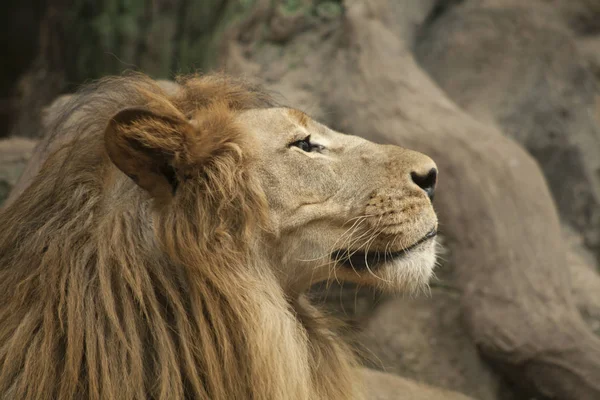 Aslan / erkek aslan