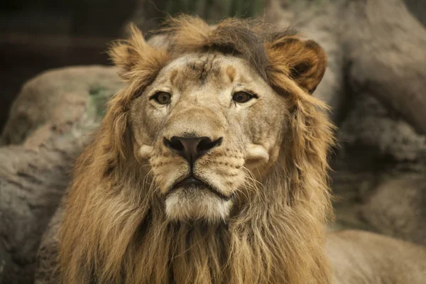 Lion / mannelijke leeuw — Stockfoto