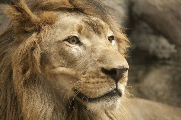 Aslan / erkek aslan