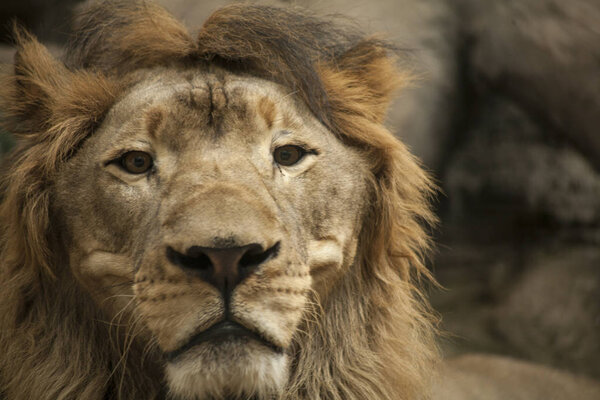 Lion  / male lion