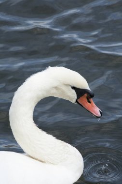 Beyaz Kuğu / Beyaz Kuğu Gölü