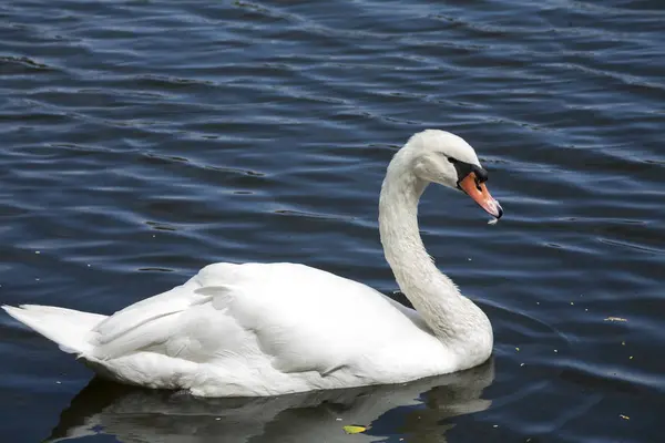 Cisne blanco / Lago de cisne blanco — Foto de Stock