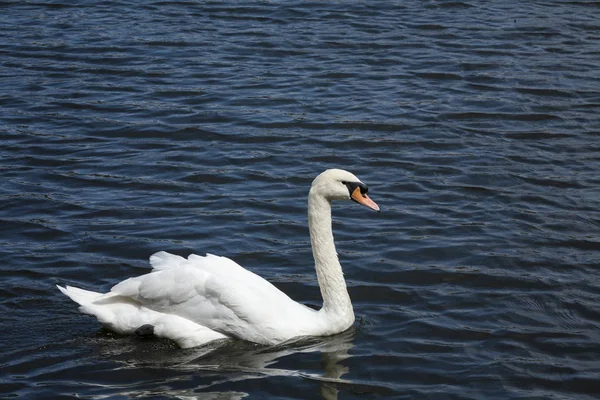 Biały łabędź / White swan lake — Zdjęcie stockowe