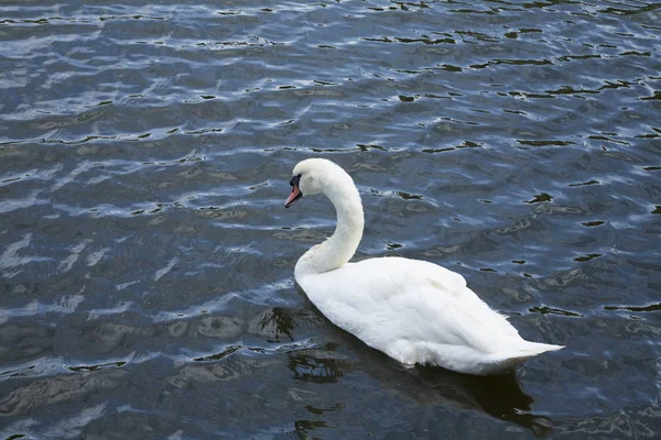 Biały łabędź / White swan lake — Zdjęcie stockowe