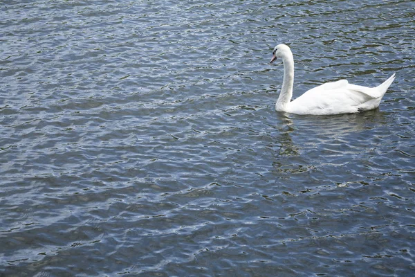 Biały łabędź / White swan lake — Zdjęcie stockowe