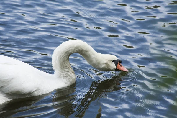 Cisne blanco / Lago de cisne blanco — Foto de Stock