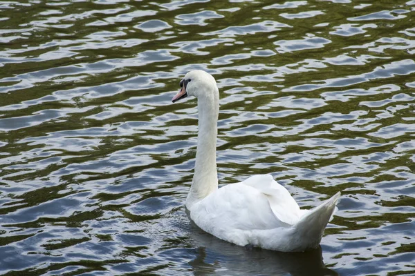 Biały łabędź / White swan lake — Zdjęcie stockowe