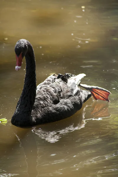 Schwarzer Schwan / Schwarzer Schwanensee — Stockfoto