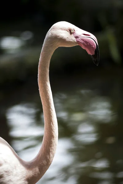 Flamingo / Flamingo See — Stockfoto