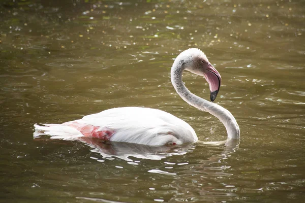 Flamingo /  Flamingo Lake — Zdjęcie stockowe