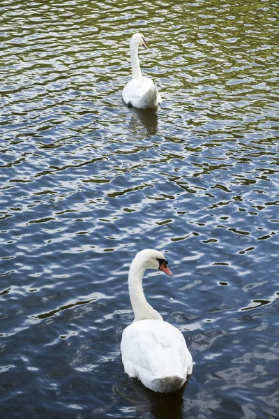 Cisnes blancos / lago de cisne blanco — Foto de Stock