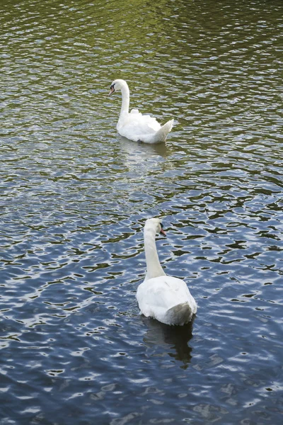 Белые лебеди / Лебединое озеро — стоковое фото