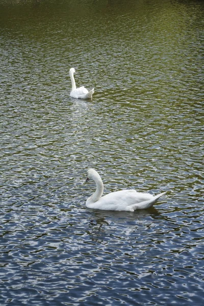 Cisnes blancos / lago de cisne blanco — Foto de Stock