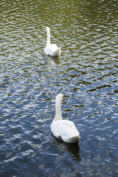 Cisnes blancos / lago de cisne blanco — Foto de Stock