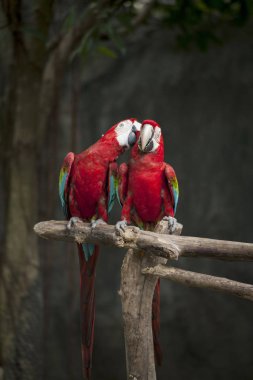 Amerika papağanı / Amerika papağanı kırmızı yeşil mavi beyaz