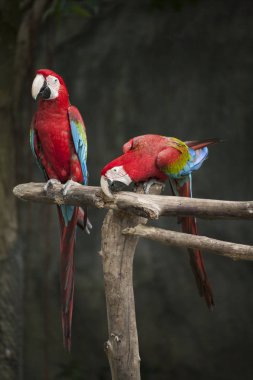 Amerika papağanı / Amerika papağanı kırmızı yeşil mavi beyaz