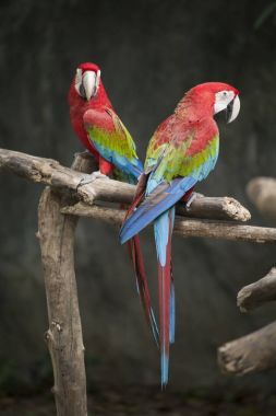 Amerika papağanı / Amerika papağanı kırmızı yeşil mavi beyaz