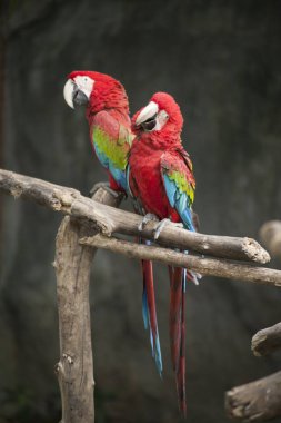 Amerika papağanı / Amerika papağanı kırmızı yeşil mavi beyaz