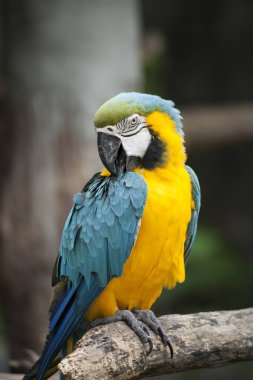 Amerika papağanı / Amerika papağanı mavi sarı yeşil beyaz