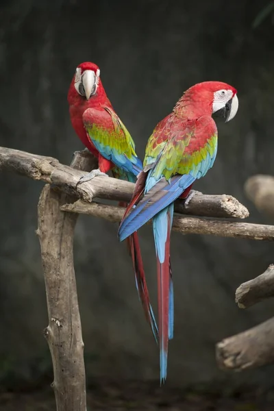 Amerika papağanı / Amerika papağanı kırmızı yeşil mavi beyaz