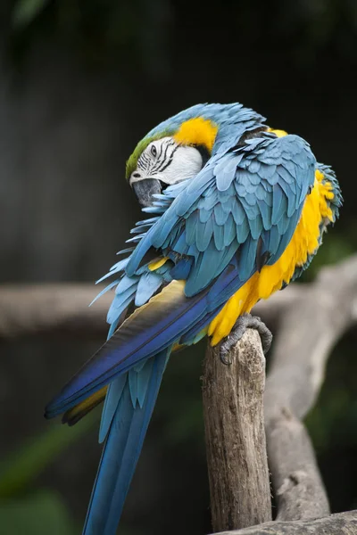 Macaw / arara azul amarelo verde branco — Fotografia de Stock
