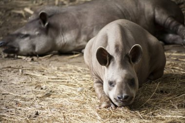 Tapir / Brezilya tapiri 