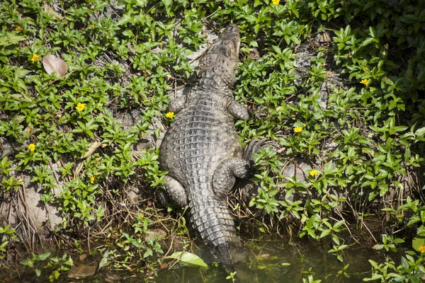 Crocodilo / crocodilo de água doce — Fotografia de Stock