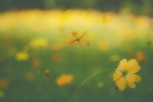 Жовтий квітник / Тропічні квіти , фотографія стилю плівки — стокове фото
