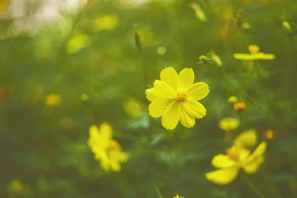 Yellow flower garden / Tropical flowers , film style photography — Stock Photo, Image