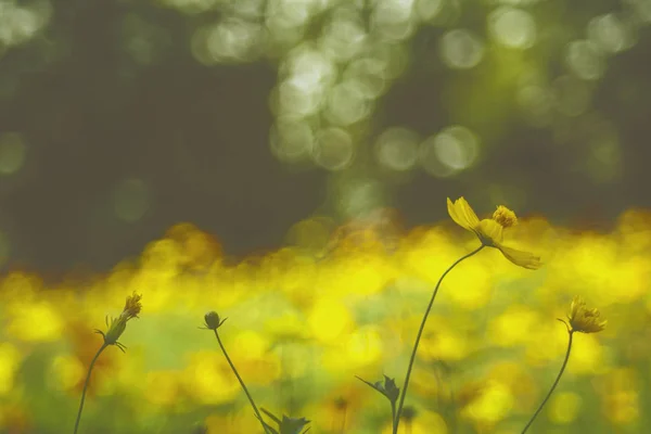 Gele bloem tuin / tropische bloemen, film stijl fotografie — Stockfoto