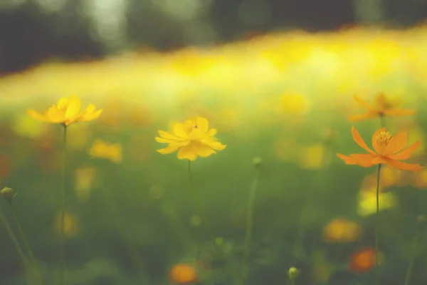 Gele bloem tuin / tropische bloemen, film stijl fotografie — Stockfoto