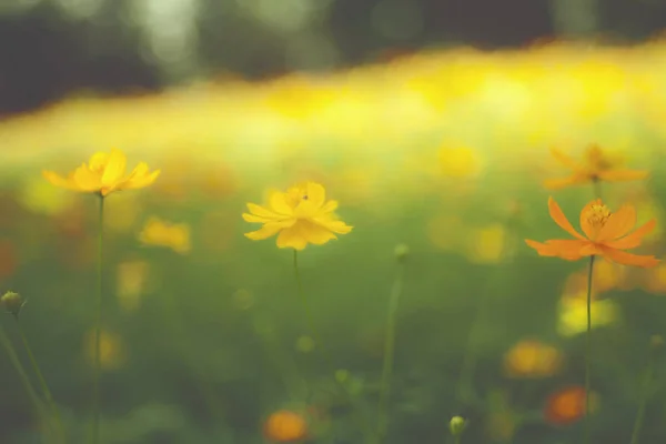 Yellow flower garden / Tropical flowers , film style photography — Stock Photo, Image