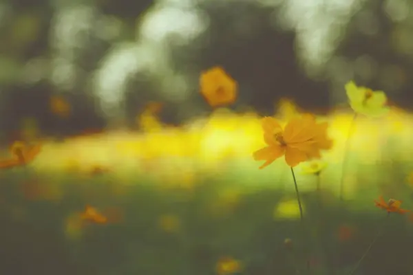 노란색 꽃 정원 / 열 대 꽃, 영화 스타일 사진 — 스톡 사진