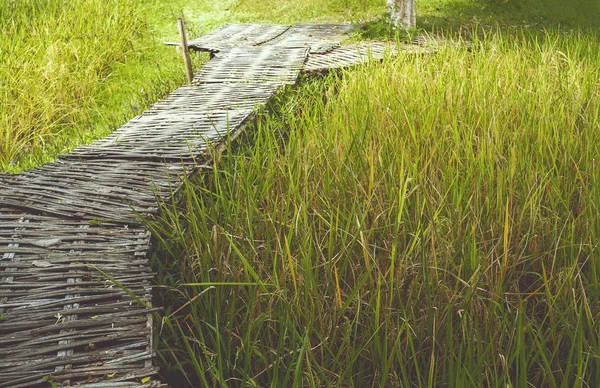 Bamboe loopbrug en rijst velden / achtergrond foto: film stijl fotografie — Stockfoto