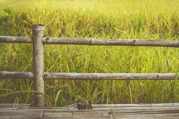 Bamboo fencing and rice fields / Background photo : film style photography — Stock Photo, Image