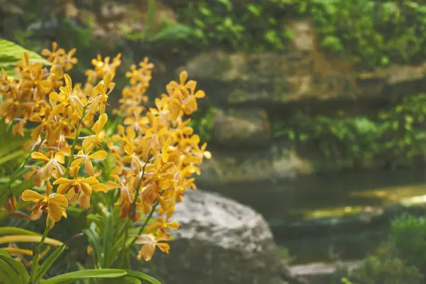 Fondo amarillo de la orquídea / Foto de fondo: fotografía de estilo de película —  Fotos de Stock