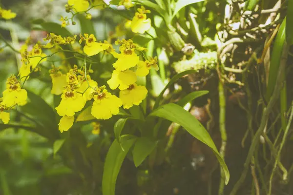 노란 난초 배경 / 배경 사진: 필름 스타일 사진 — 스톡 사진