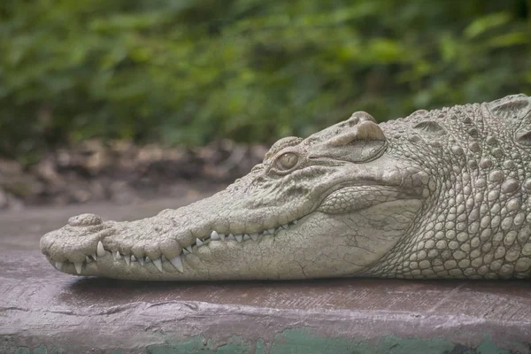 Albino Crocodile head  / Skin is white , nearly extinct , found in Southeast Asia — Stock Photo, Image