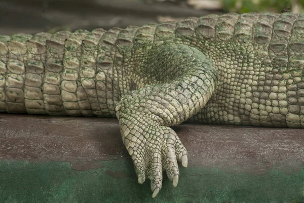 Albino Crocodile Back Leg Skin White Nearly Extinct Found Southeast — Stock Photo, Image