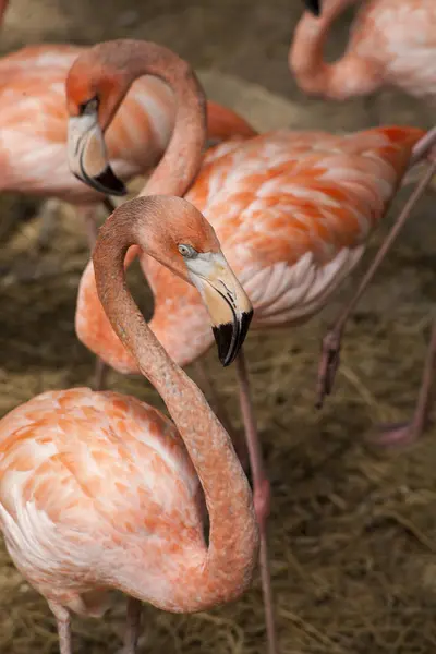 American Flamingos American Flamingos Phoenicopterus Ruber Large Species Flamingo — Stock Photo, Image