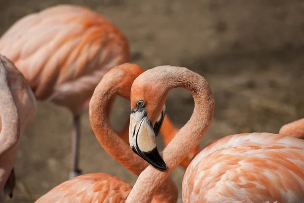 Flamencos Americanos Los Flamencos Americanos Phoenicopterus Ruber Una Gran Especie — Foto de Stock