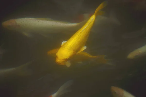 Pesce Carpa Fantasia Pesce Koi Giallo Oro — Foto Stock
