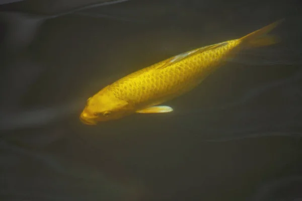 Pesce Carpa Fantasia Pesce Koi Giallo Oro — Foto Stock