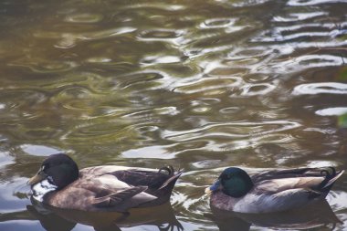 Yeşilbaş ördek / yeşilbaş ördek Gölü