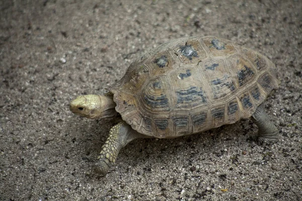 Gelbe Schildkröte Oder Längsschildkröte Eine Wanderschildkröte Die Schildkröten Kommen Südostasien — Stockfoto