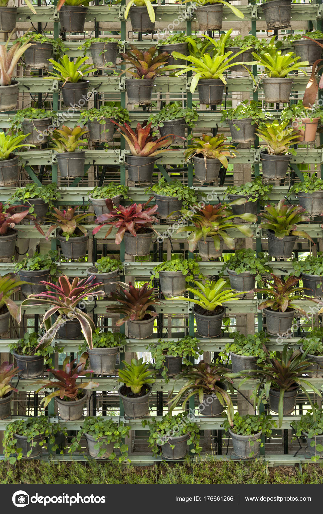 Wallpaper Potted Plants Wall Decorated Potted Plants Stock Photo
