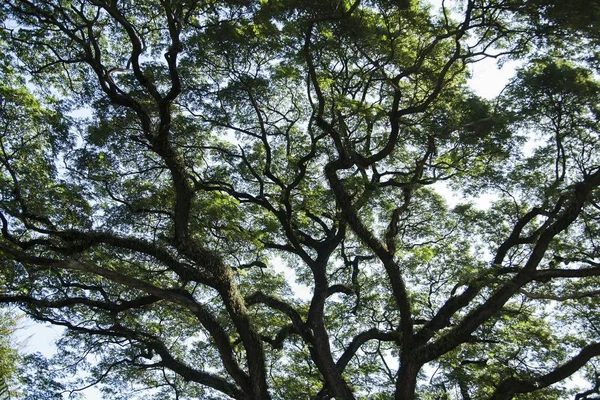 Cabang Pohon Besar — Stok Foto