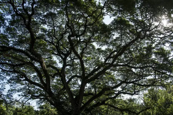 Cabang Pohon Besar — Stok Foto